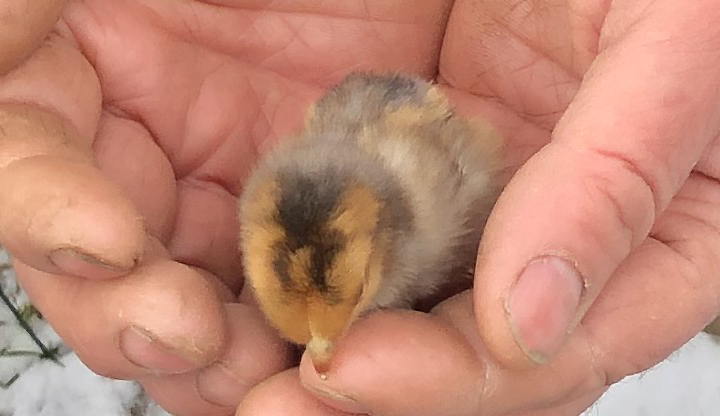 La première naissance de la ferme